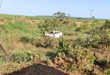 Colisão com animal silvestre resulta em morte na rodovia Go-341 em Mineiros