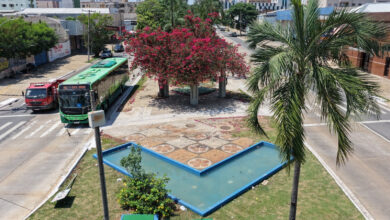 Comurg intensifica zeladoria no Centro com plantio de flores e manejo de árvores