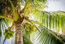 Coqueiro causa acidente e deixa idosa ferida em via pública de Goiânia