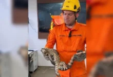 Corpo de Bombeiros resgata 7,4 mil animais silvestres em Goiás de janeiro a outubro
