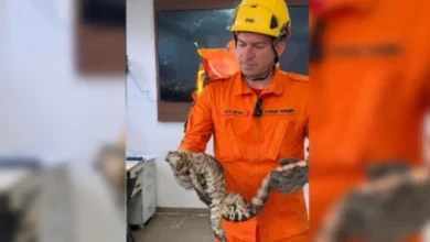 Corpo de Bombeiros resgata 7,4 mil animais silvestres em Goiás de janeiro a outubro