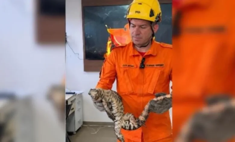 Corpo de Bombeiros resgata 7,4 mil animais silvestres em Goiás de janeiro a outubro