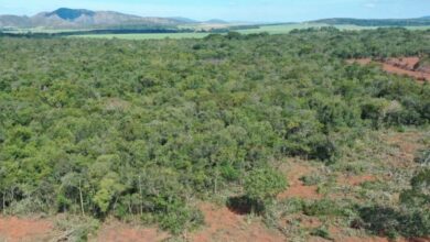 Crédito rural exigirá regularização ambiental diante de alertas de satélite