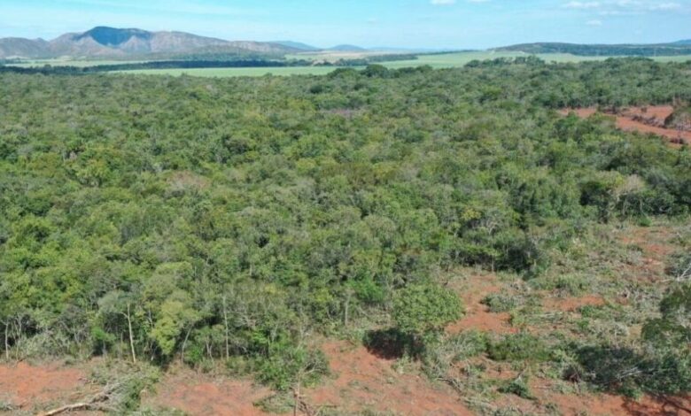 Crédito rural exigirá regularização ambiental diante de alertas de satélite