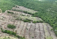 Desmatamento em Goiás registra queda de 18,9% em 2026