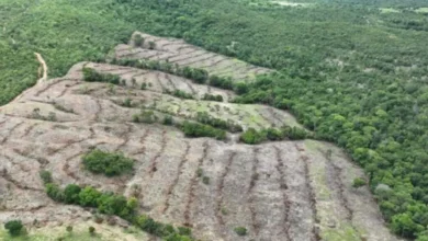 Desmatamento em Goiás registra queda de 18,9% em 2026