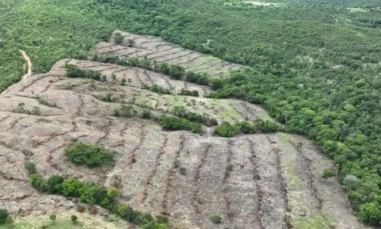 Desmatamento em Goiás registra queda de 18,9% em 2026