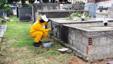 Enxame em jazigo de cemitério em Formosa assusta visitantes na véspera de feriado