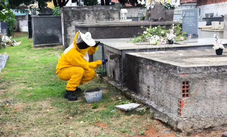 Enxame em jazigo de cemitério em Formosa assusta visitantes na véspera de feriado