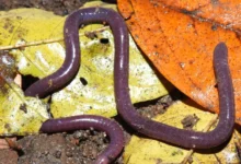 Espécie de cobra-cega descoberta no Rio de Janeiro recebe nome em homenagem a Maria