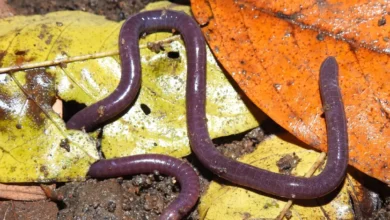 Espécie de cobra-cega descoberta no Rio de Janeiro recebe nome em homenagem a Maria