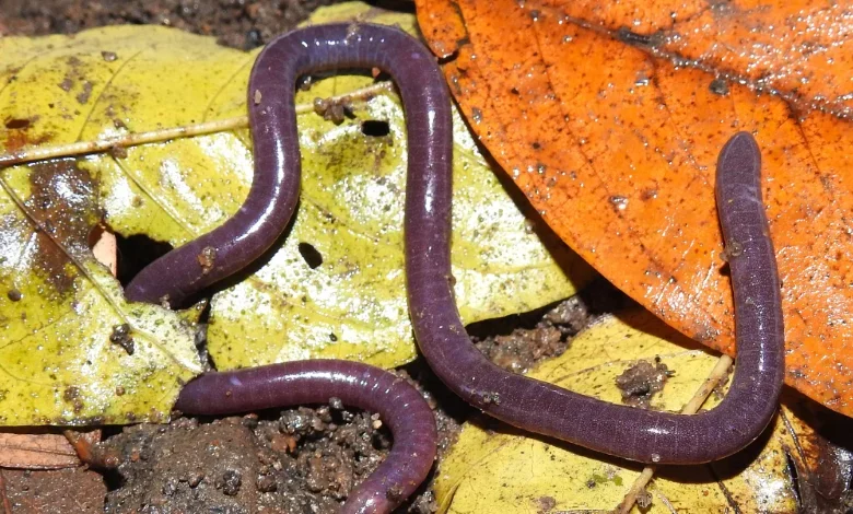 Espécie de cobra-cega descoberta no Rio de Janeiro recebe nome em homenagem a Maria