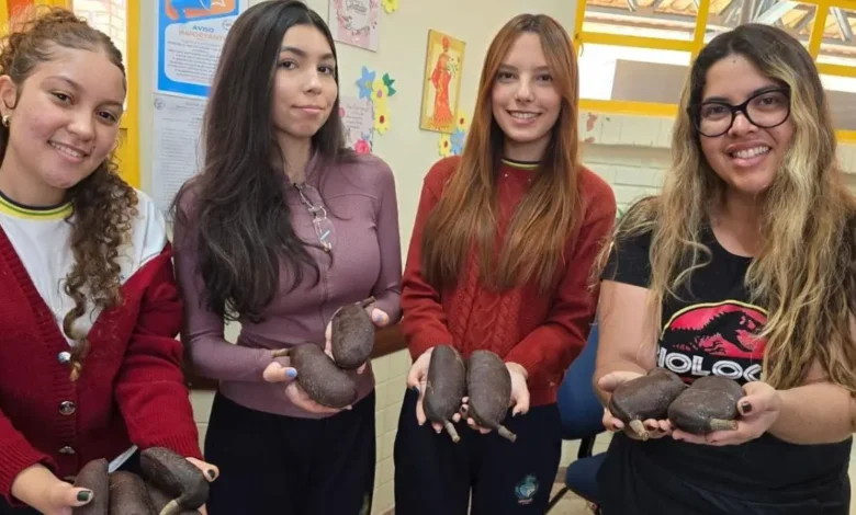 Estudantes utilizam jatobá para criar bioplástico e combater larvas