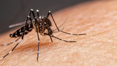 Estudo em Goiás aponta alto risco de morte por dengue em UTIs do SUS que somam 5,4 mil internações