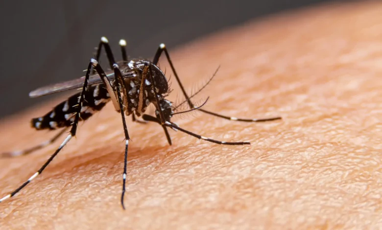 Estudo em Goiás aponta alto risco de morte por dengue em UTIs do SUS que somam 5,4 mil internações