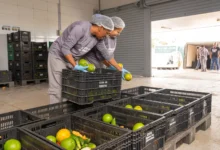 Feriado da Padroeira do Brasil altera expediente em órgãos estaduais de Goiás