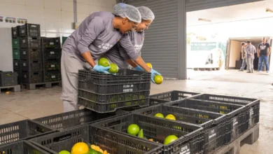 Feriado da Padroeira do Brasil altera expediente em órgãos estaduais de Goiás