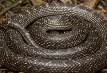 Filhote de cobra com duas cabeças e quatro olhos é salvo na Índia e intriga especialistas