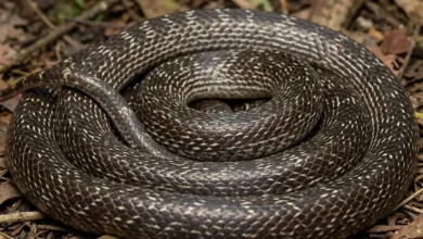 Filhote de cobra com duas cabeças e quatro olhos é salvo na Índia e intriga especialistas