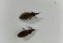 Goiânia registra aumento de barbeiros e reforça alertas sobre a doença de Chagas