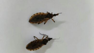 Goiânia registra aumento de barbeiros e reforça alertas sobre a doença de Chagas