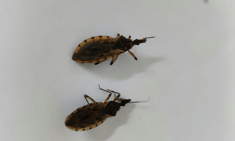 Goiânia registra aumento de barbeiros e reforça alertas sobre a doença de Chagas