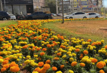 Goiânia renova paisagismo urbano com plantio de 123 mil mudas na primavera