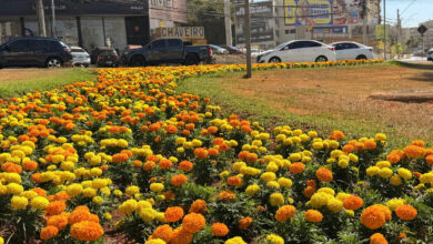 Goiânia renova paisagismo urbano com plantio de 123 mil mudas na primavera