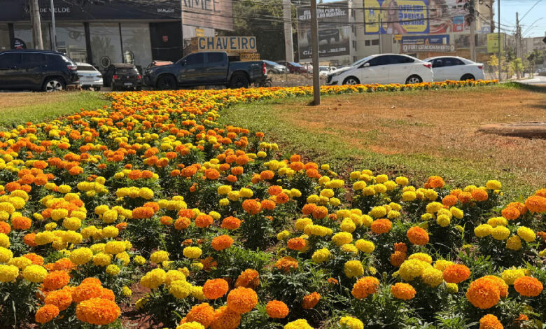Goiânia renova paisagismo urbano com plantio de 123 mil mudas na primavera