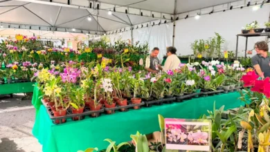 Goiânia sedia 2ª Exposição Regional de Orquídeas com entrada gratuita e troca solidária