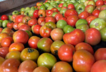 Goiás mantém liderança no cultivo nacional DE tomate COM safra expressiva