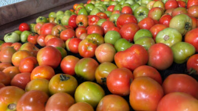 Goiás mantém liderança no cultivo nacional DE tomate COM safra expressiva