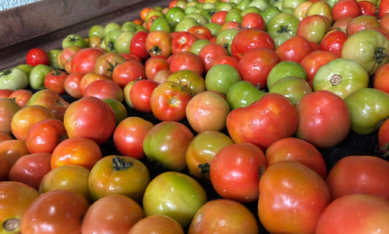 Goiás mantém liderança no cultivo nacional DE tomate COM safra expressiva