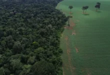 Holanda anuncia aporte de R$ 2,7 bilhões no Tropical Forest Forever Facility
