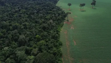 Holanda anuncia aporte de R$ 2,7 bilhões no Tropical Forest Forever Facility