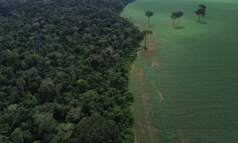 Holanda anuncia aporte de R$ 2,7 bilhões no Tropical Forest Forever Facility