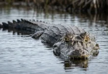 Idoso é atacado e morto por jacaré gigante durante pescaria em lago