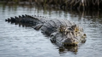 Idoso é atacado e morto por jacaré gigante durante pescaria em lago