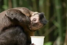 Macaco-prego causa pânico em Salvador após invadir residências e ferir moradores