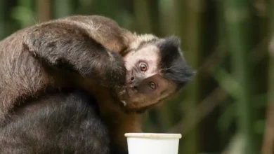 Macaco-prego causa pânico em Salvador após invadir residências e ferir moradores