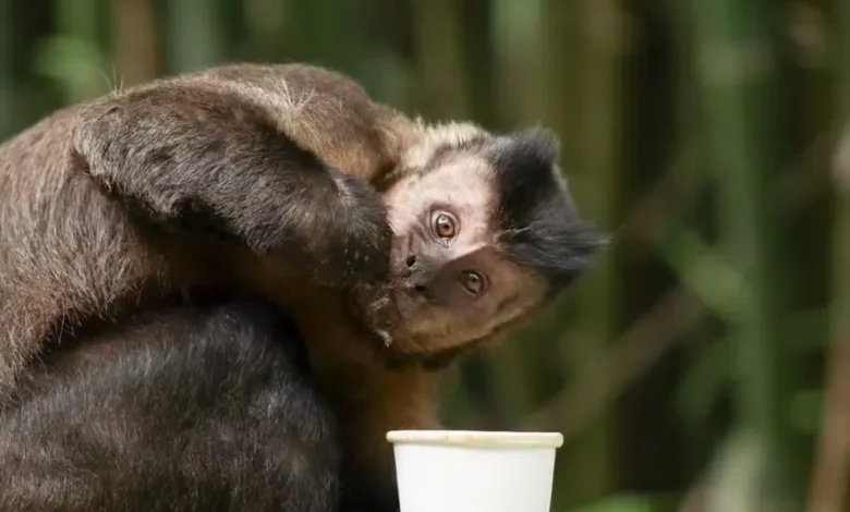 Macaco-prego causa pânico em Salvador após invadir residências e ferir moradores