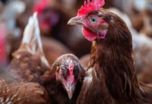 Malásia e outros países barram carne de aves do brasil após foco de newcastle