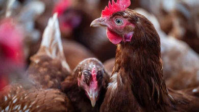 Malásia e outros países barram carne de aves do brasil após foco de newcastle