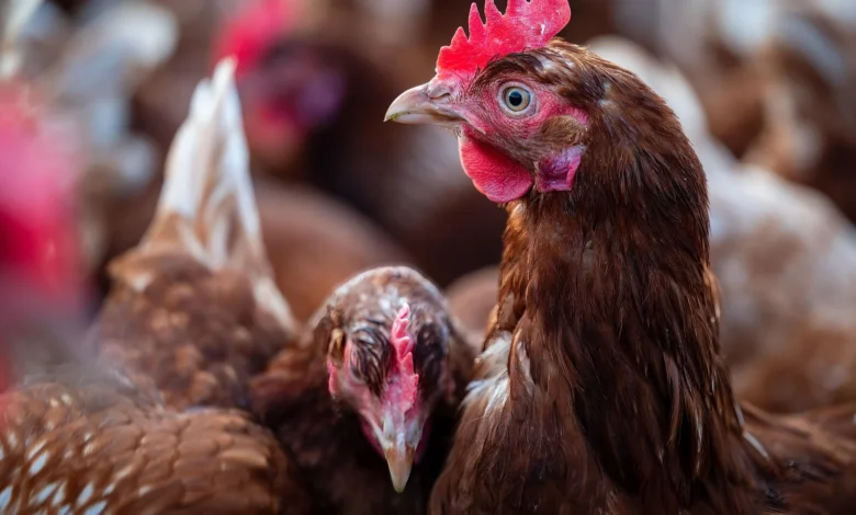 Malásia e outros países barram carne de aves do brasil após foco de newcastle