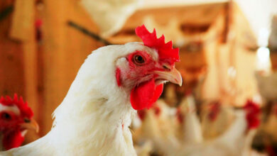México paralisa compra de carne de frango brasileira após detecção de vírus