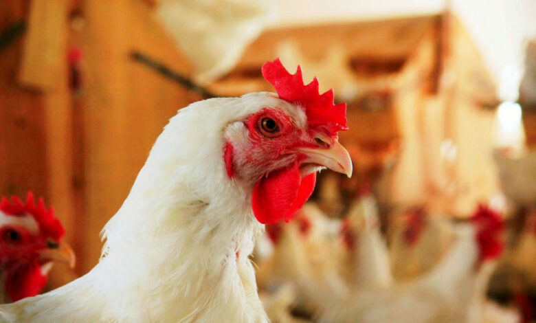 México paralisa compra de carne de frango brasileira após detecção de vírus