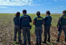 Multas de quase R$ 900 mil aplicadas por Plantio irregular de milho transgênico em Goiás