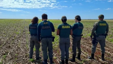 Multas de quase R$ 900 mil aplicadas por Plantio irregular de milho transgênico em Goiás