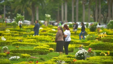 O destino das flores e dos arranjos deixados nos túmulos após o Dia de Finados