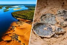 Operação policial combate caça e comércio ilegal de tartarugas em Goiás e Mato Grosso